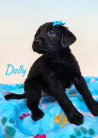 AKC Dolly, a female Labrador Retriever for sale in Neosho, MO – 5 of 8