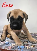 AKC Enzo, a male English Mastiff for sale in Neosho, MO – 3 of 5