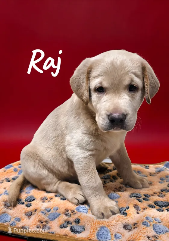 AKC Raj – Labrador Retriever puppy for sale in Neosho, MO