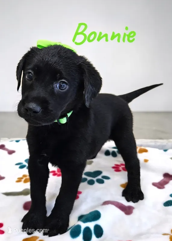 AKC Bonnie – Labrador Retriever puppy for sale in Neosho, MO