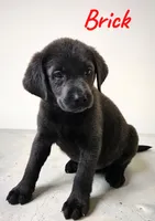 AKC Brick, a male Labrador Retriever for sale in Neosho, MO – 2 of 7
