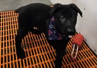 AKC Ivan, a male German Shepherd Dog for sale in Neosho, MO – 7 of 8