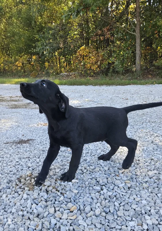 AKC Reuben – Labrador Retriever puppy for sale in Neosho, MO