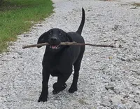 AKC Trixie, a female Labrador Retriever for sale in Neosho, MO – 5 of 10