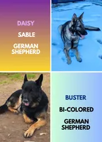 AKC Israel, a male German Shepherd Dog for sale in Neosho, MO – 3 of 3