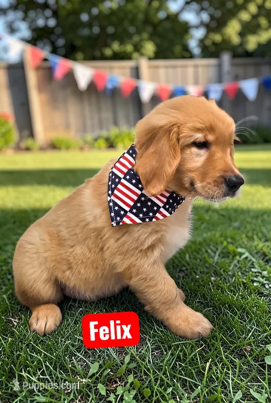 AKC Felix – Golden Retriever puppy on hold in Neosho, MO