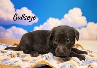 AKC Bullseye, a male Labrador Retriever for sale in Neosho, MO – 2 of 3