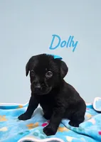 AKC Dolly, a female Labrador Retriever for sale in Neosho, MO – 6 of 8