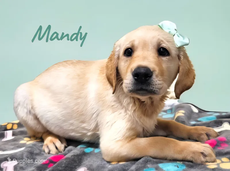 AKC Mandy – Labrador Retriever puppy for sale in Neosho, MO
