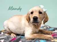 AKC Mandy, a female Labrador Retriever for sale in Neosho, MO – 1 of 5