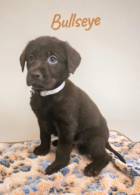 AKC Bullseye – Labrador Retriever puppy for sale in Neosho, MO