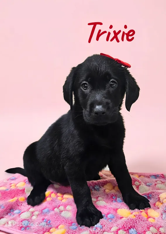AKC Trixie – Labrador Retriever puppy for sale in Neosho, MO