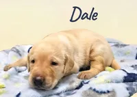 AKC Dale, a male Labrador Retriever for sale in Neosho, MO – 3 of 4