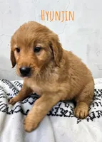 AKC Hyunjin, a male Golden Retriever for sale in Neosho, MO – 2 of 4