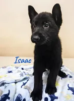 AKC Isaac, a male German Shepherd Dog for sale in Neosho, MO – 1 of 3