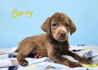 AKC Berry, a male Labrador Retriever for sale in Neosho, MO – 3 of 4