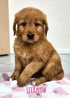 AKC LeeKnow, a female Golden Retriever for sale in Neosho, MO – 2 of 4