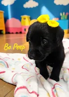 AKC Bo Peep, a female Labrador Retriever for sale in Neosho, MO – 3 of 3