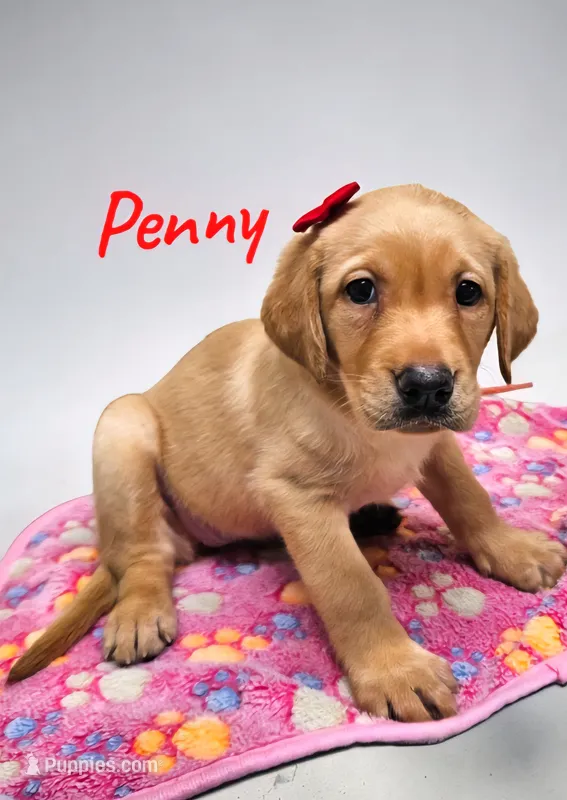 AKC Penny – Labrador Retriever puppy for sale in Neosho, MO