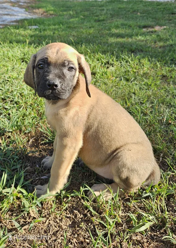 AKC Eve – English Mastiff puppy for sale in Neosho, MO