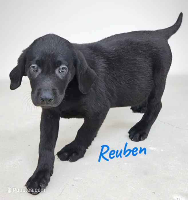 AKC Reuben – Labrador Retriever puppy for sale in Neosho, MO