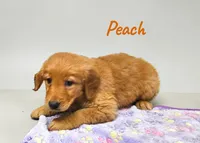AKC Peach, a female Golden Retriever for sale in Neosho, MO – 5 of 9