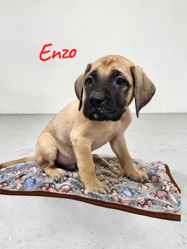 AKC Enzo – English Mastiff puppy for sale in Neosho, MO