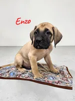 AKC Enzo, a male English Mastiff for sale in Neosho, MO – 1 of 5