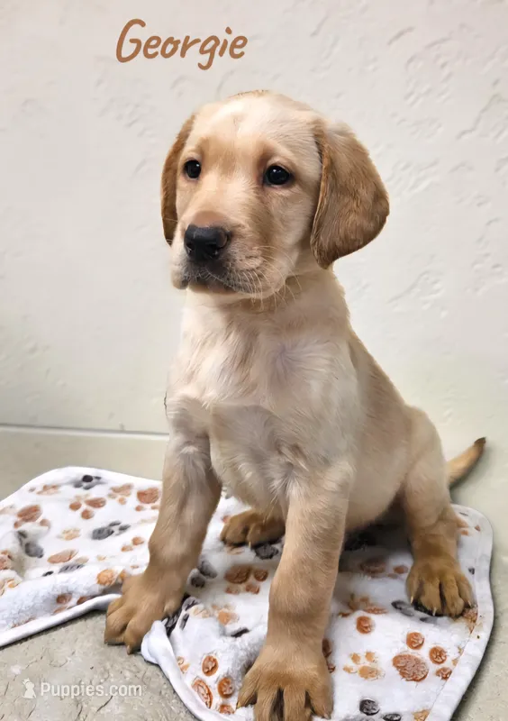AKC Georgie – Labrador Retriever puppy for sale in Neosho, MO