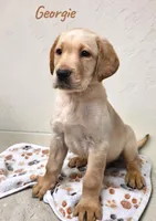 AKC Georgie, a male Labrador Retriever for sale in Neosho, MO – 1 of 4