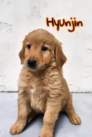 AKC Hyunjin, a male Golden Retriever for sale in Neosho, MO – 1 of 4