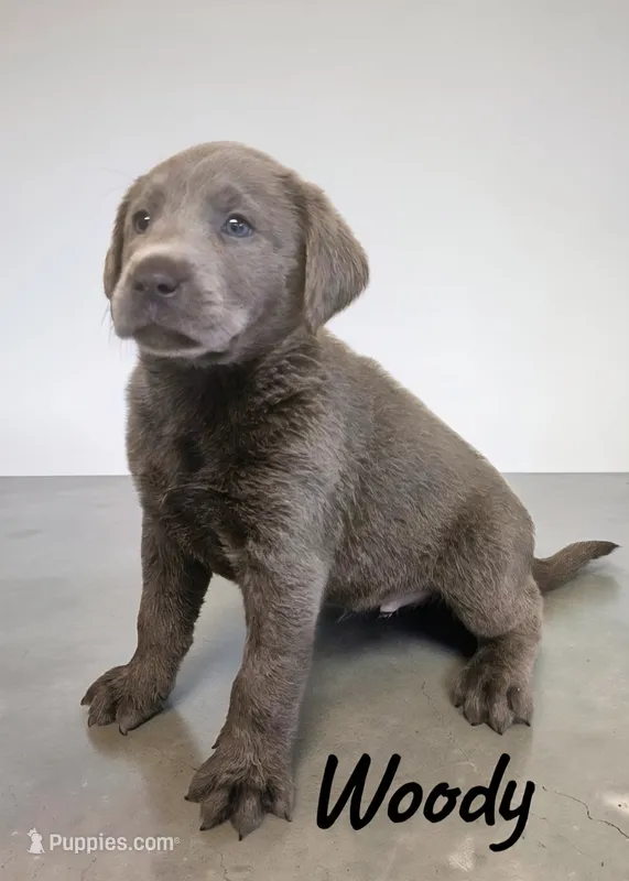 AKC Woody – Labrador Retriever puppy for sale in Neosho, MO