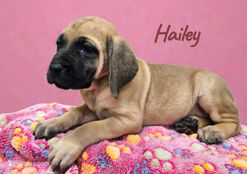 AKC Hailey