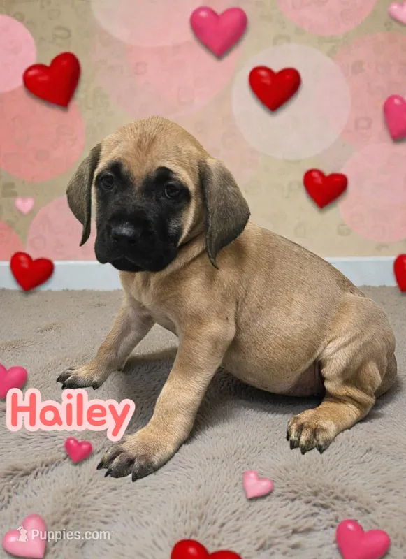 AKC Hailey