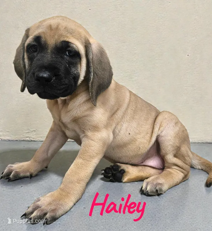 AKC Hailey