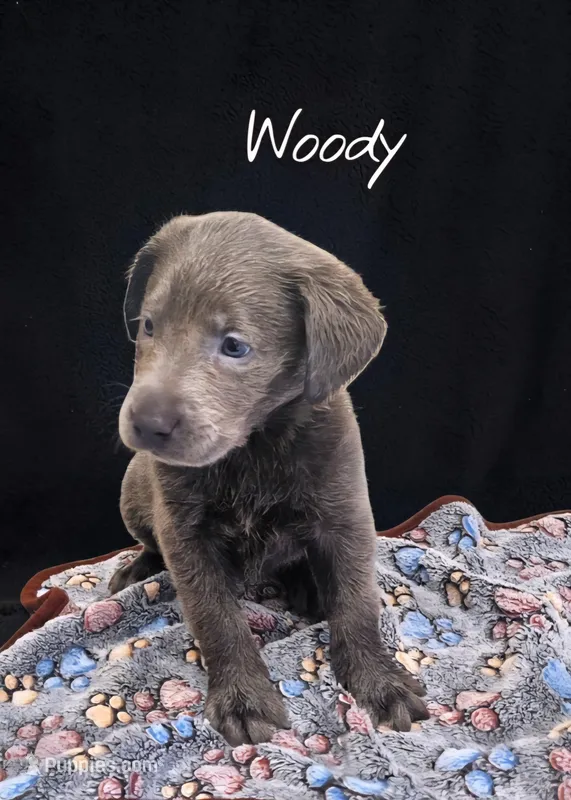 AKC Woody – Labrador Retriever puppy for sale in Neosho, MO