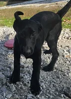 AKC Trixie, a female Labrador Retriever for sale in Neosho, MO – 2 of 10