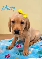 AKC Missy, a female Labrador Retriever for sale in Neosho, MO – 1 of 4