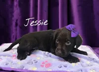 AKC Jessie, a female Labrador Retriever for sale in Neosho, MO – 3 of 5