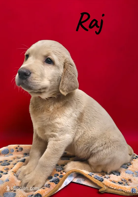 AKC Raj – Labrador Retriever puppy for sale in Neosho, MO