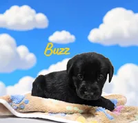 AKC Buzz, a male Labrador Retriever for sale in Neosho, MO – 3 of 4
