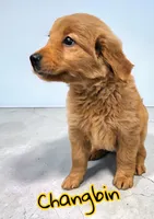 AKC Changbin, a female Golden Retriever for sale in Neosho, MO – 2 of 5