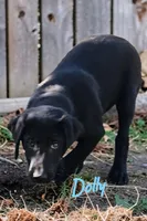 AKC Dolly, a female Labrador Retriever for sale in Neosho, MO – 6 of 10