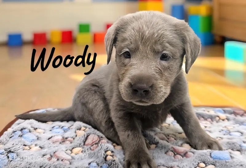 AKC Woody – Labrador Retriever puppy for sale in Neosho, MO