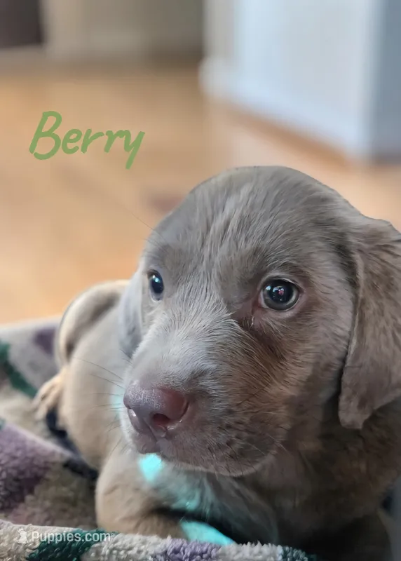 AKC Berry – Labrador Retriever puppy for sale in Neosho, MO