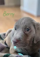 AKC Berry, a male Labrador Retriever for sale in Neosho, MO – 1 of 4