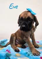 AKC Eve, a female English Mastiff for sale in Neosho, MO – 2 of 7