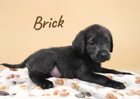 AKC Brick, a male Labrador Retriever for sale in Neosho, MO – 4 of 7