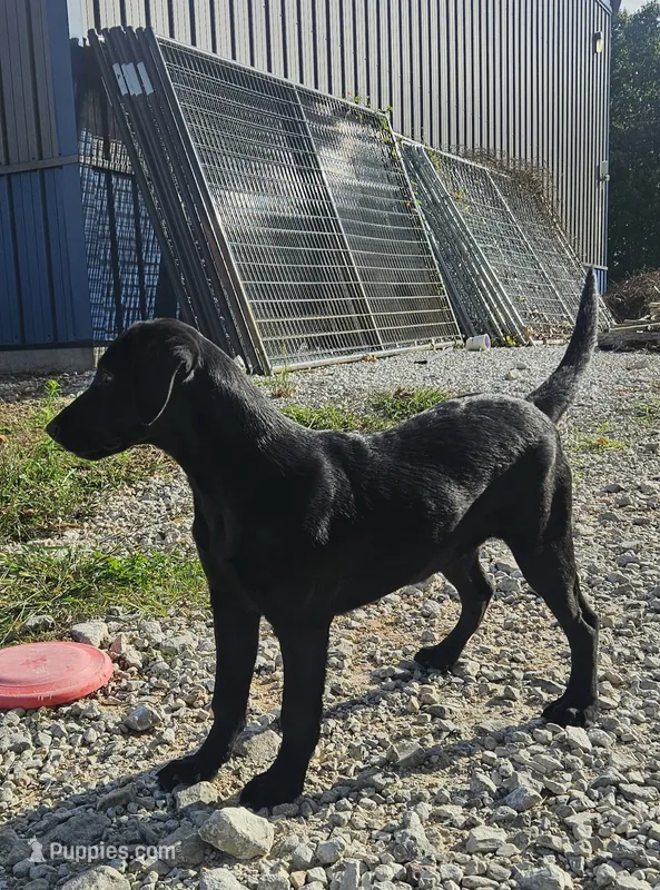 AKC Trixie – Labrador Retriever puppy for sale in Neosho, MO