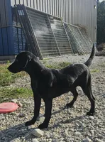 AKC Trixie, a female Labrador Retriever for sale in Neosho, MO – 1 of 10